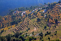 Landscape of terraced farmland, Ghandruk, Modi Khola Valley, Himalayas, Nepal. November 2014.