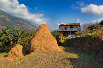 Straw drying on farm, Ghandruk,  Modi Khola Valley, Himalayas, Nepal. November 2014.