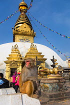 Rhesus macaque (Macaca mulatta) and stupa,  Monkey Temple or Swayambhunath, Kathmandu, Nepal. November 2014.