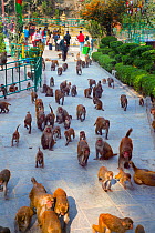 Large number of Rhesus macaques (Macaca mulatta) at Monkey Temple or Swayambhunath, Kathmandu, Nepal. November 2014.