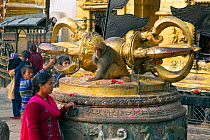 Tourist looking Rhesus macaque (Macaca mulatta) feeding on flowers, at Monkey Temple or Swayambhunath, Kathmandu, Nepal. November 2014.