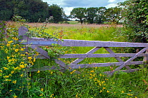 Five bar farm gate with Bird foot trefoil (Lotus corniculatus), Bramble (Rubus sp) and Horsetails (Equisetum) Norfolk, England, UK. July.