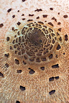 Parasol mushroom (Macrolepiota procera) cap detail, Norfolk, England, UK. October.