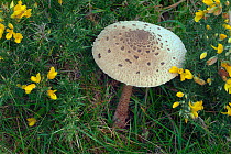 Parasol mushroom (Macrolepiota procera) surrounded by Gorse (Ulex europaeus) Norfolk, England, UK. October.
