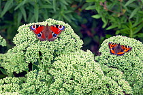 Peacock butterfly (Inachis io) left, and Small Tortoishell (Aglais urticae) resting on ice plant. Norfolk, England, UK. July.