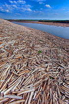 Large mass of Razor shells (Ensis siliqua) washed ashore on Thornham Creek, Titchwell Norfolk, England, UK. July.