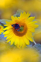 Red admiral butterfly (Vanessa atalanta) on sunflower in garden. Norfolk, England, UK. August.