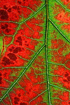 RF- Close up of Leaves of Red Oak (Quercus rubra) in autumn. October. (This image may be licensed either as rights managed or royalty free.)