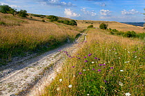 The Ridgeway, long distance path, and Chiltern Downland, Ivinghoe Hills, Buckinghamshire, UK, July 2014.