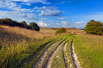 RF- The Ridgeway, long distance path, and Chiltern Downland, Ivinghoe Hills, Buckinghamshire, UK, July 2014. (This image may be licensed either as rights managed or royalty free.)