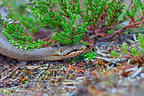 Smooth snake (Coronella austriaca) Hartland Moor, Dorset, England, UK. August.