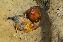 Domestic chickens (Gallus gallus domesticus) dust bathing, Nepal. November.