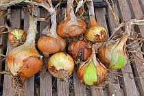 Home grown onions drying out in greenhouse, Norfolk, England, UK. July.
