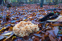 Cauliflower fungus (Sparassis crispa) growing parasitically on the roots of conifer. Norfolk, England, UK. November.