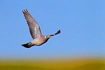 Wood pigeon (Columba palumbus) in flight against blue sky, Norfolk, England, UK. July.