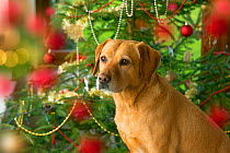 Yellow Labrador with Christmas tree.