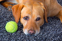 Yellow Labrador resting indoors with tennis ball.