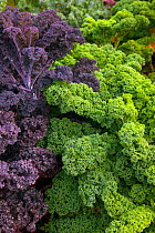 Kale -  redbor and winterbor varieites in vegetable plot. October.