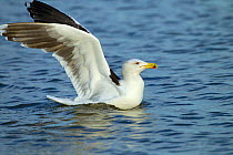 Lesser black-backed gull (Larus fuscus) landing on sea. Norfolk, England, UK. December.