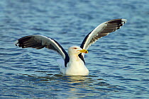 Lesser black-backed gull (Larus fuscus) landing on sea, with wings spread, Norfolk, England, UK. December.