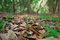 Black-striped keelback (Rhabdophis nigrocinctus) moving among leaf litter of forest floor,  Xishuangbanna National Nature Reserve, Yunnan Province, China. March.