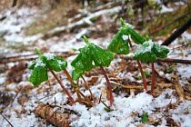 Trillium plants (Trillium tschonoskii) with buds on forest floor with snow, Lijiang City, Lijiang Laojunshan National Park, Yunnan Province, China. April.