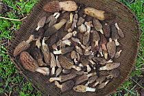 Morel mushrooms (Morchella sp.) harvested in basket, Lijiang City, Lijiang Laojunshan National Park, Yunnan Province, China. April.
