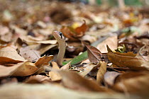 Black-striped keelback snake (Rhabdophis nigrocinctus) moving among leaf litter of forest floor,  Xishuangbanna National Nature Reserve, Yunnan Province, China. March.