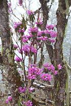 Rhododendron flowers (Rhododendron sp) Lijiang City, Lijiang Laojunshan National Park, Yunnan Province, China. April.