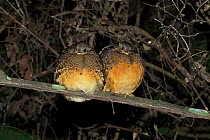 Scaly-breasted partridge (Arborophila chloropus chloropus) two perched together on branch at night, Xishuangbanna National Nature Reserve, Yunnan Province, China. March.