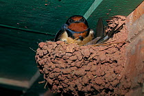 Barn swallow (Hirundo rustica gutturalis) in nest under eaves of building, Xishuangbanna National Nature Reserve, Yunnan Province, China.