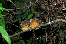 Scaly-breasted partridge (Arborophila chloropus chloropus) two perched together on branch at night, Xishuangbanna National Nature Reserve, Yunnan Province, China. March.