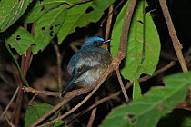 Hill blue-flycatcher (Cyornis banyumas whitei) male perched in tree, Xishuangbanna National Nature Reserve, Yunnan Province, China. March.