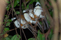 White-crested laughingthrush (Garrulax leucolophus patkaicus) group of five roosting together on branch, Xishuangbanna National Nature Reserve, Yunnan Province, China. March.