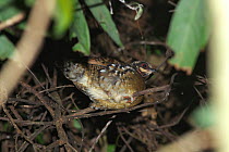 Brown-breasted hill partridge (Arborophila brunneopectus) rear view, perched on branch at night.  Xishuangbanna National Nature Reserve, Yunnan Province, China. March.
