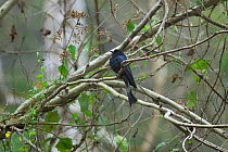Drongo cuckoo (Surniculus dicruroides dicruroides) perched on branch, Xishuangbanna National Nature Reserve, Yunnan Province, China. March.