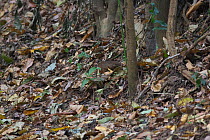 Scaly-breasted partridge (Arborophila chloropus chloropus) camouflaged on forest floor, Xishuangbanna National Nature Reserve, Yunnan Province, China. March.