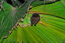 Greater short-nosed fruit bat (Cynopterus sphinx sphinx) hanging from palm leaf, Xishuangbanna National Nature Reserve, Yunnan Province, China. March.