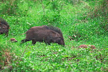 Wild boar (Sus scrofa) in grassland, Xishuangbanna National Nature Reserve, Yunnan Province, China. March.