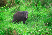 Wild boar (Sus scrofa) in grassland, Xishuangbanna National Nature Reserve, Yunnan Province, China. March.