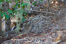 Woolly hare (Lepus oiostolus) hunched up low to the ground, camouflaged against leaf litter, Kawakarpo Mountain, Meri Snow Mountain National Park, Yunnan Province, China. April.