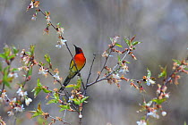 Mrs Gould's sunbird (Aethopyga gouldiae dabryii) male perched in branch of flowering Chinese wild peach (Prunus davidiana) Kawakarpo Mountain, Meri Snow Mountain National Park, Yunnan Province, China....