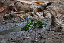 Thick-billed green pigeon (Treron curvirostra) group of three drinking from puddle, Xishuangbanna National Nature Reserve, Yunnan Province, China. March.