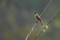 Sooty-headed Bulbul (Pycnonotus aurigaster) perched on bare branch. Xishuangbanna National Nature Reserve, Yunnan Province, China. March.