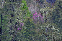 Forest with trees covered in Old man's beard (Usnea) and Rhododendron flowers (Rhododendron sp) Lijiang Laojunshan National Park, Yunnan Province, China. April.