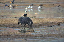 Large-billed Crow (Corvus macrorhynchos) perched on the back of Wild boar (Sus scrofa) foraging in silt of Napahai Lake, Zhongdian County, Yunnan Province, China. January.