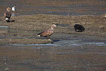 White-tailed sea eagle (Haliaeetus albicilla) two adults, with Wild boar (Sus scrofa) foraging in silt, Napahai Lake, Zhongdian County, Yunnan Province, China. January.