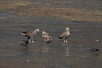 White-tailed sea eagles (Haliaeetus albicilla) adult with two juveniles, standing in silt surrounding Napahai Lake, Zhongdian County, Yunnan Province, China. January.