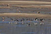 Black storks (Ciconia nigra) foraging in muddy silt around lake, with other birds including White-tailed sea eagles (Haliaeetus albicilla) and Ruddy shelducks (Tadorna ferruginea) Napahai Lake, Zhongd...