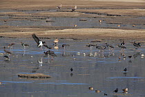 Black storks (Ciconia nigra) foraging in muddy silt around lake, with other birds including White-tailed sea eagles (Haliaeetus albicilla) Napahai Lake, Zhongdian County, Yunnan Province, China. Janua...
